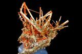 Bright Orange Crocoite Crystal Cluster - Tasmania #182720-2